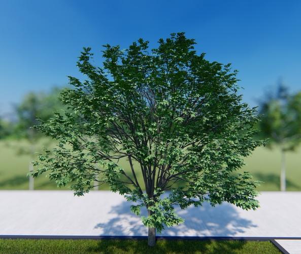 如何在Lumion中展示樹木